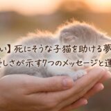 死にそうな子猫を両手で優しく包み込む女性の手。暖色系の柔らかい光に包まれ、癒しと希望を感じさせる夢占いのイメージ画像